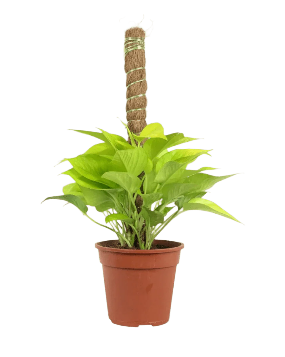 Epipremnum Aureum Neon Plant (0.3m) - Image 7