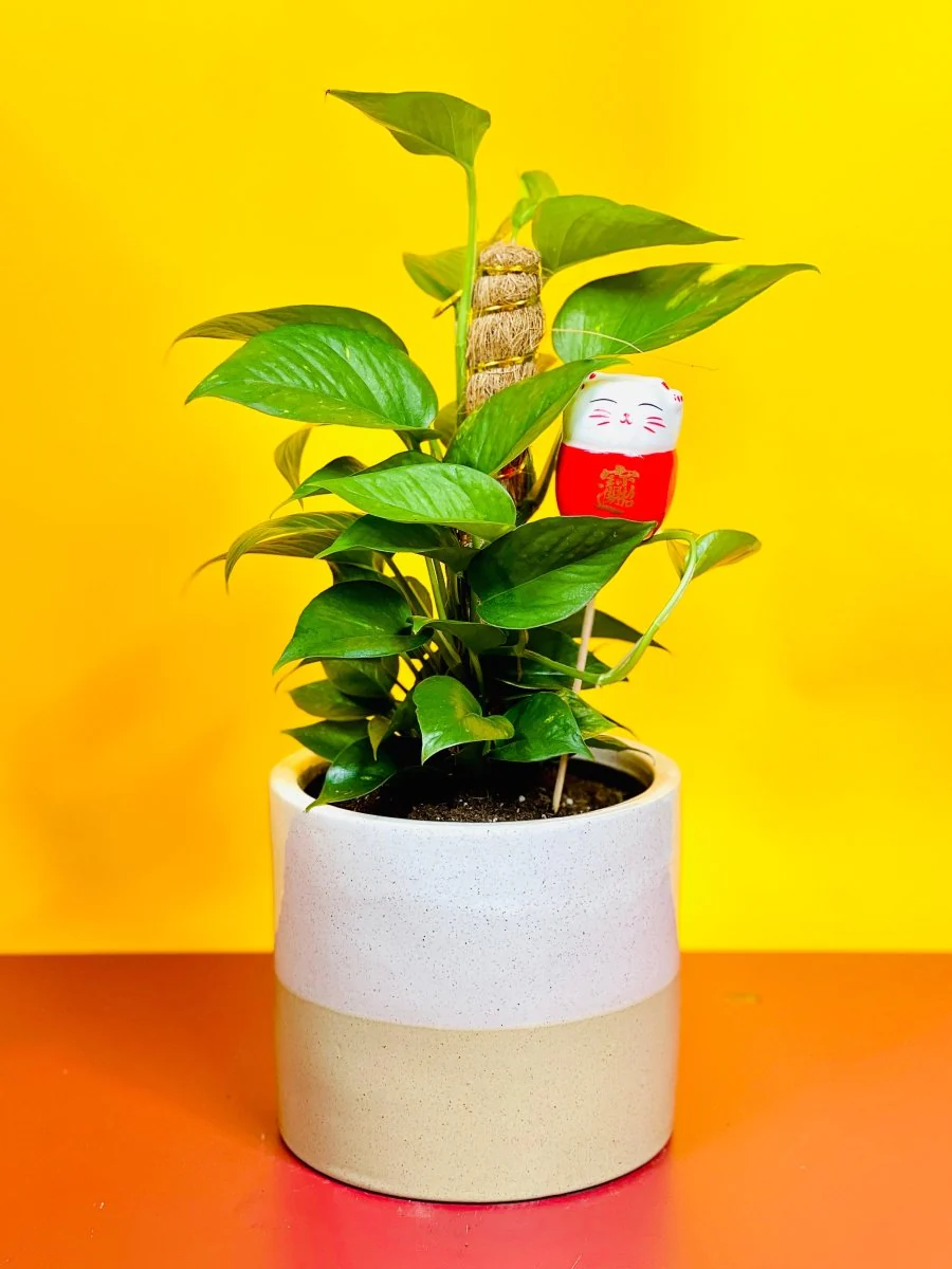 Epipremnum Money Plant (0.3m) - Image 10