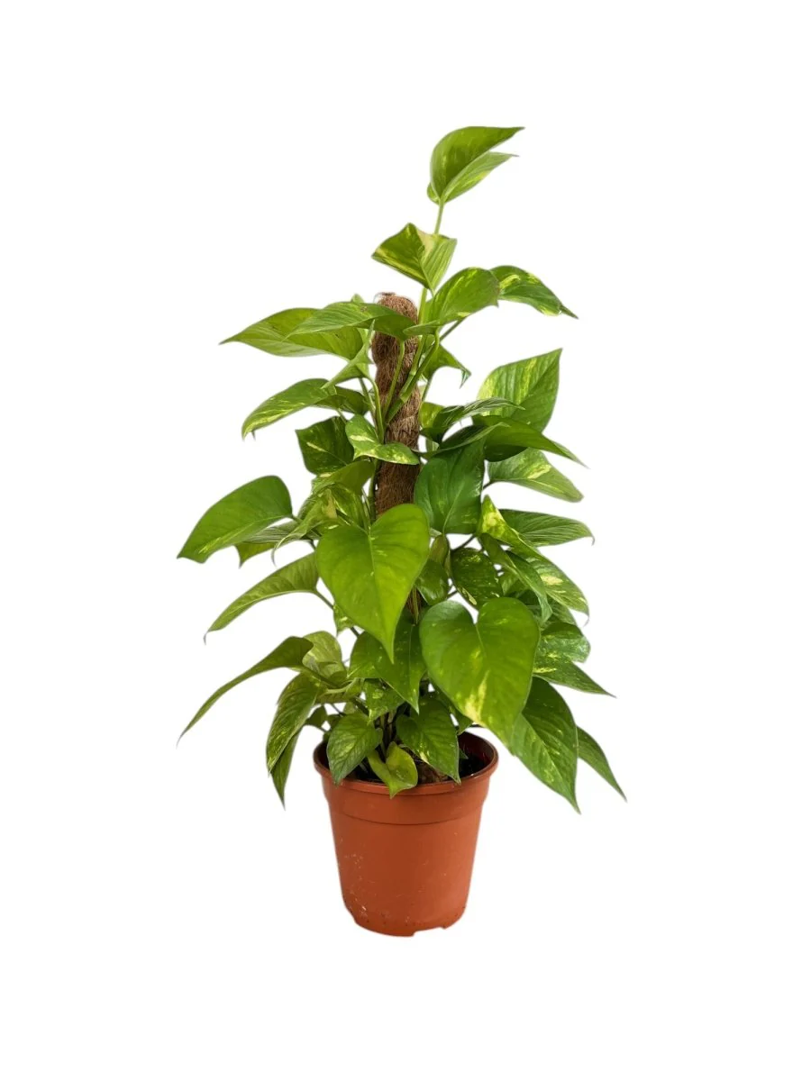 Epipremnum Money Plant (0.3m) - Image 11