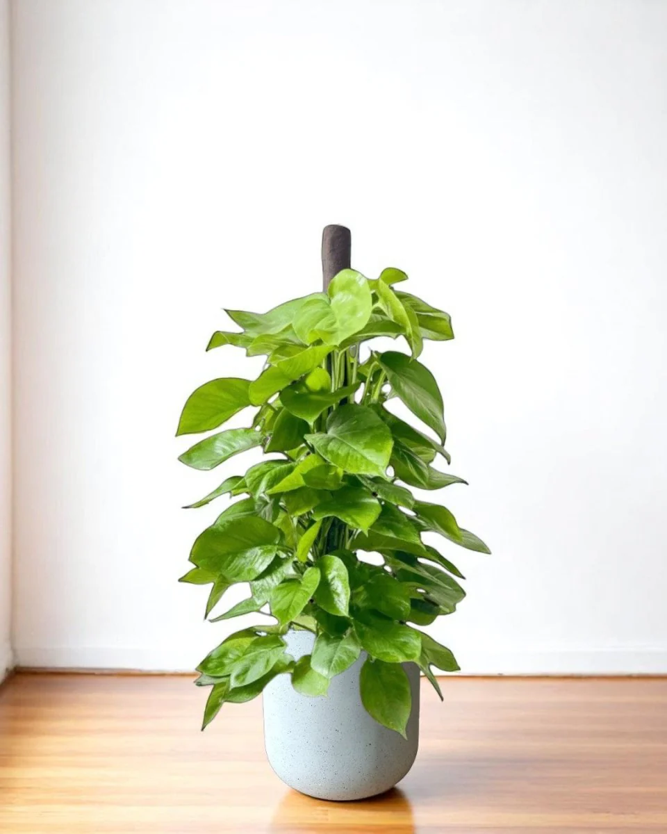 Epipremnum Money Plant - Standard - Image 6