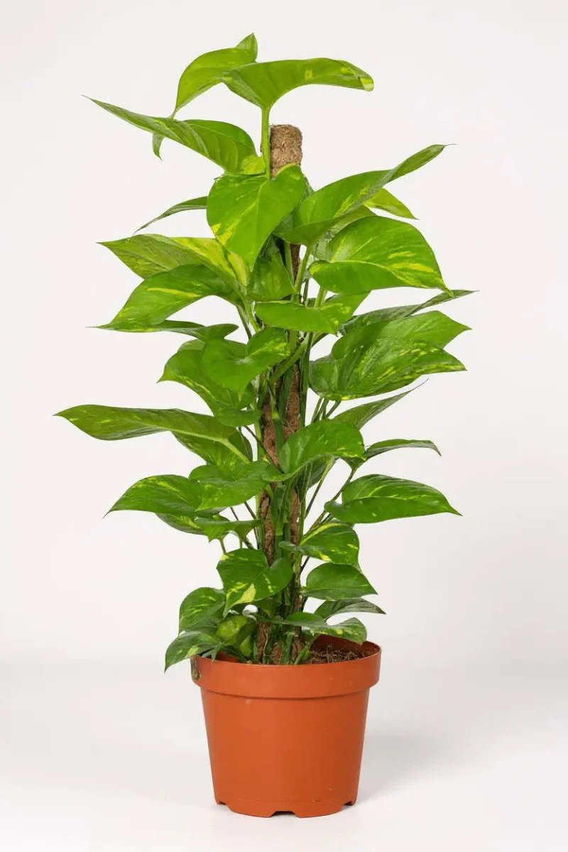 Epipremnum Money Plant - Junior - Image 4