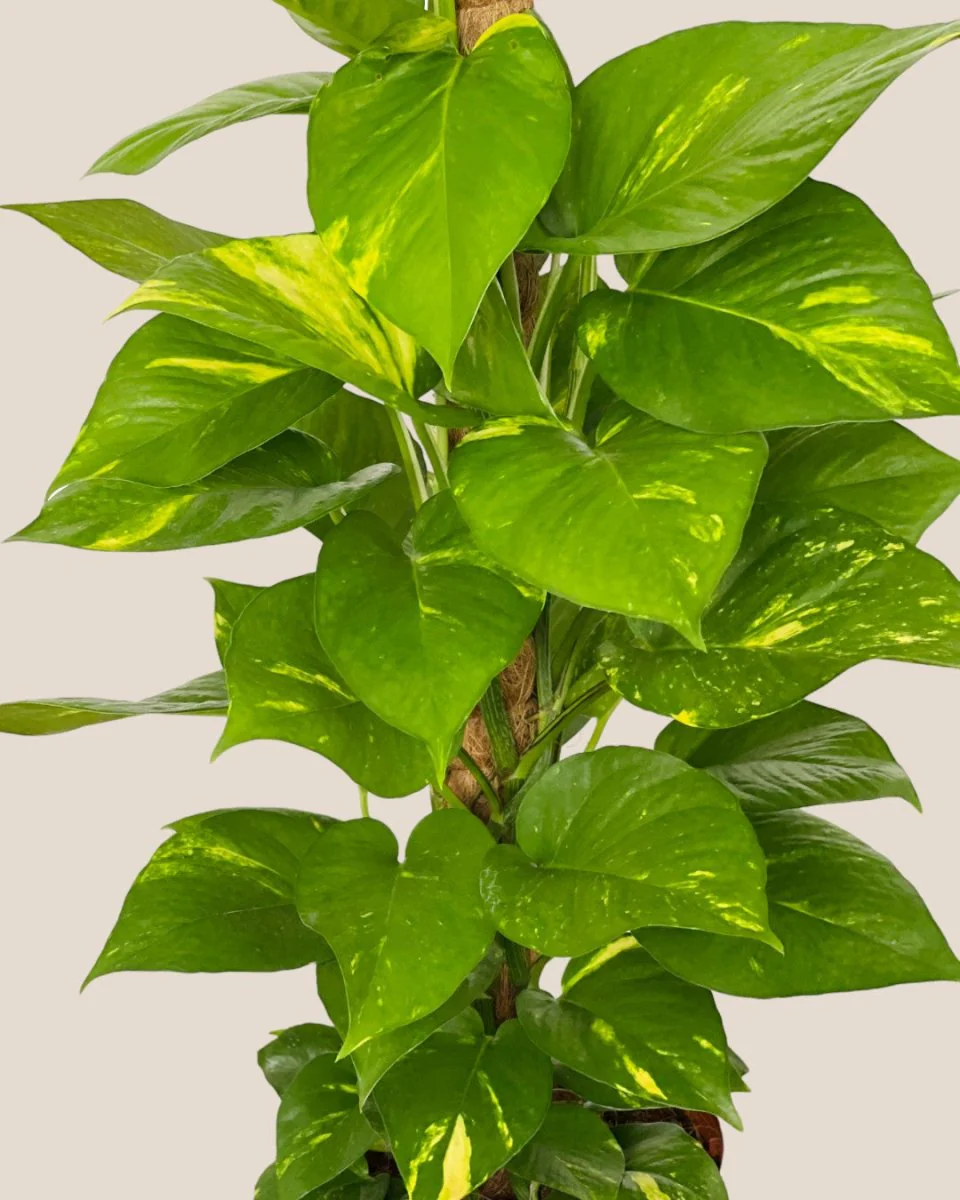 Epipremnum Money Plant - Junior - Image 5
