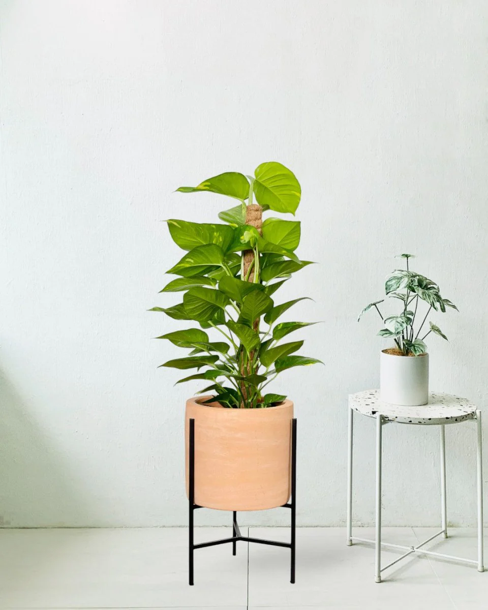 Epipremnum Money Plant - Junior - Image 6