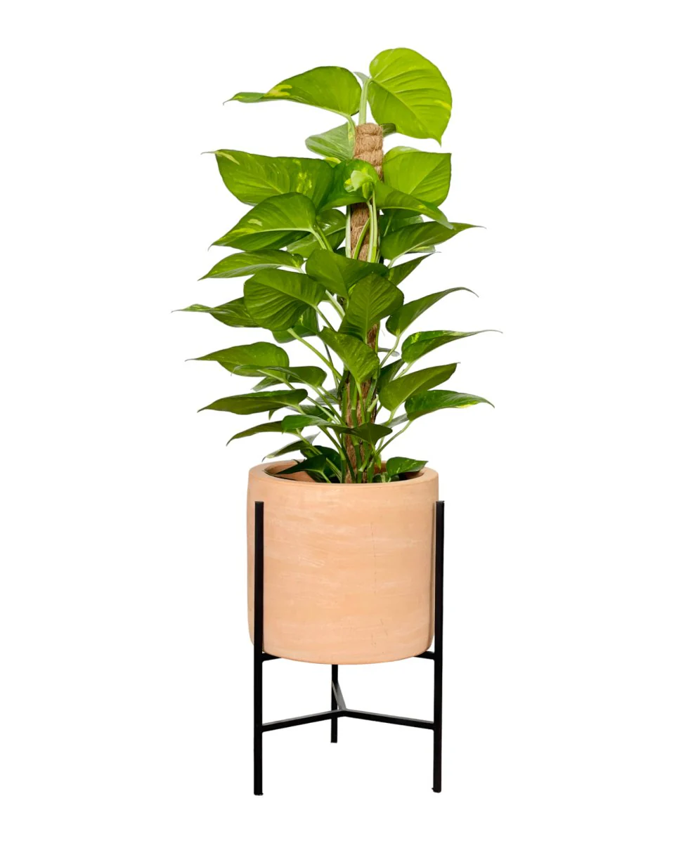 Epipremnum Money Plant - Junior - Image 7