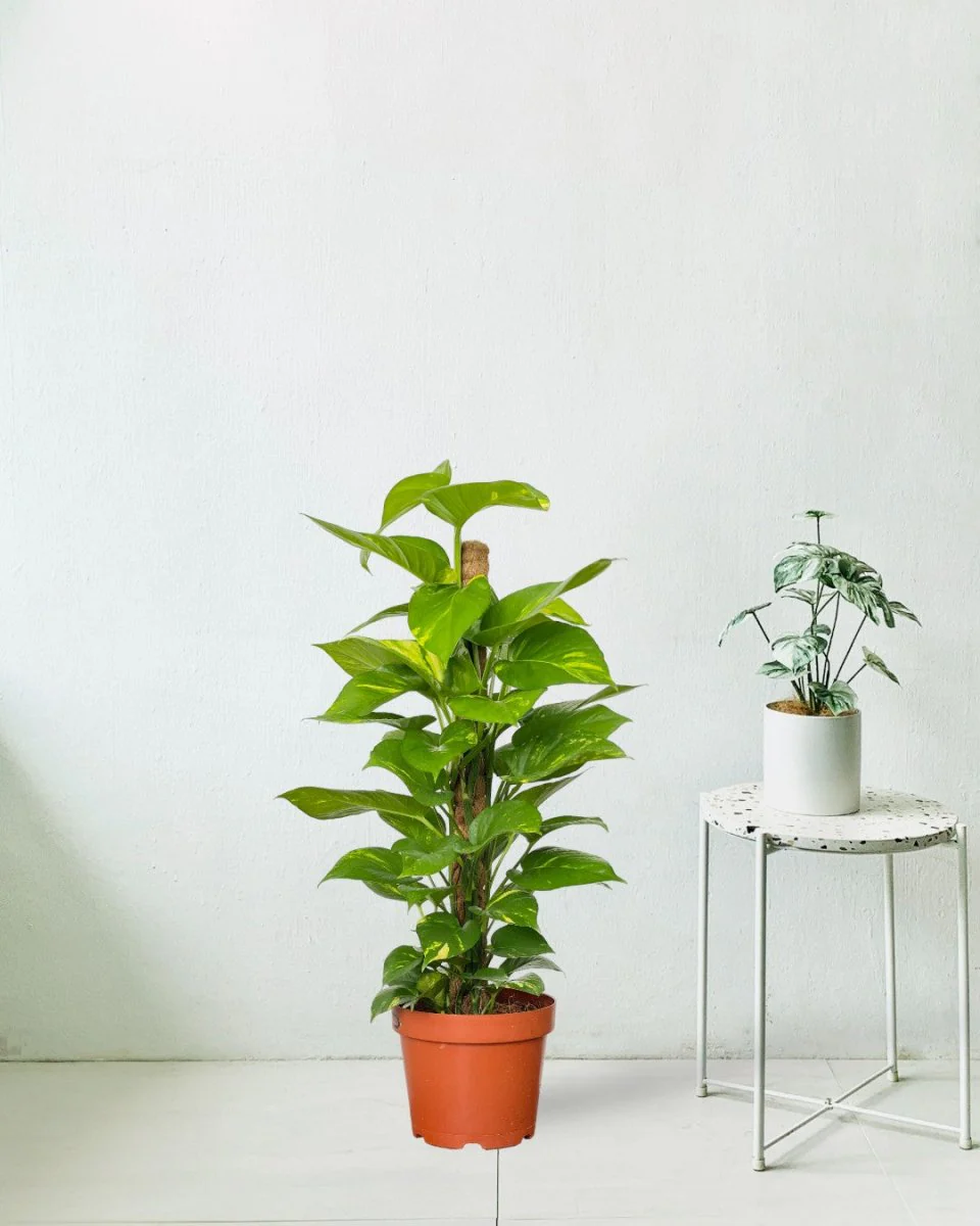 Epipremnum Money Plant - Junior - Image 8