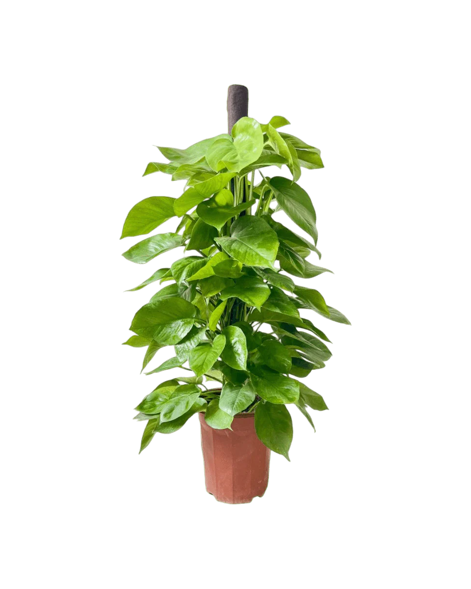 Epipremnum Money Plant - Standard - Image 10