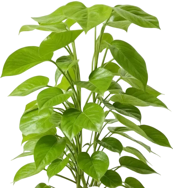 Epipremnum Money Plant - Standard - Image 11