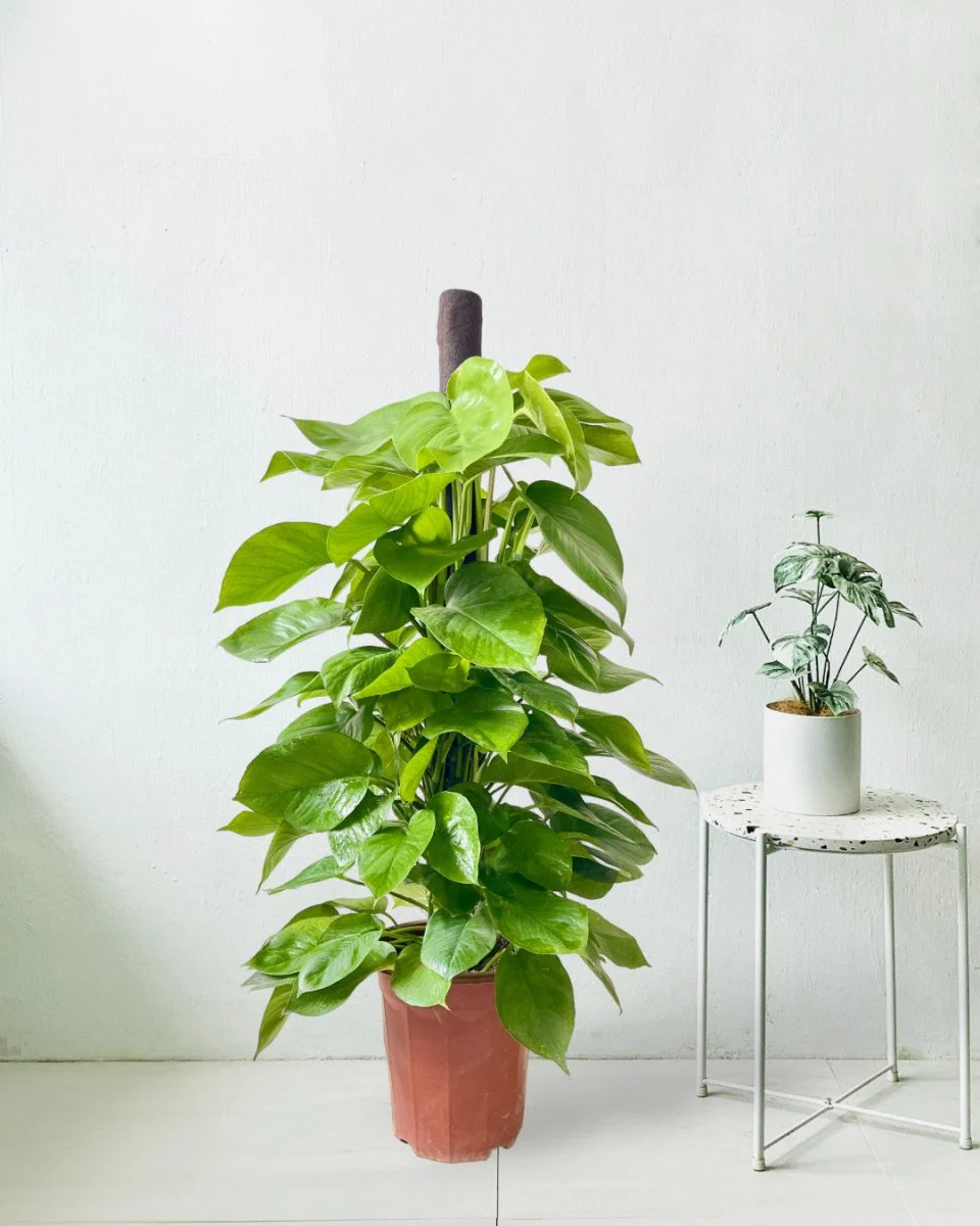 Epipremnum Money Plant - Standard - Image 7