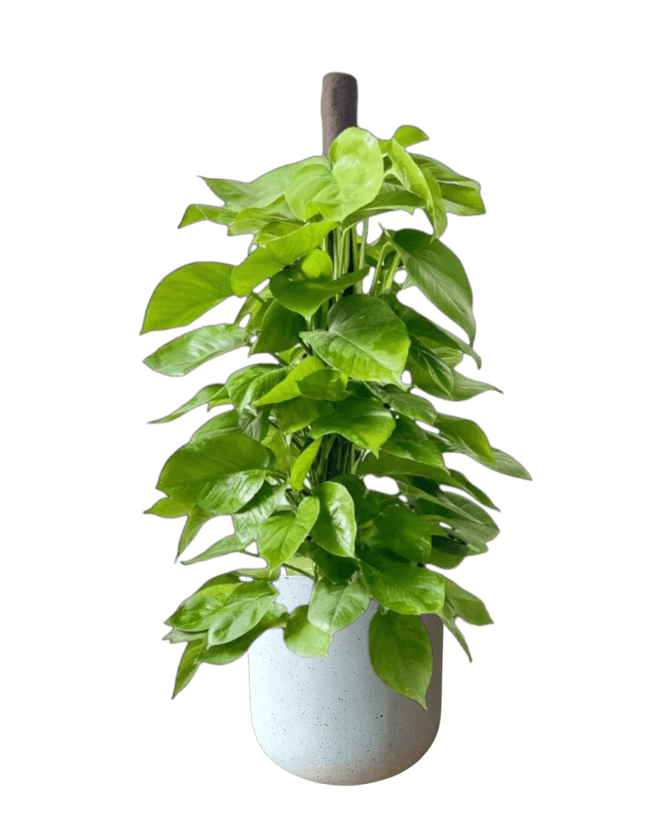 Epipremnum Money Plant - Standard - Image 9