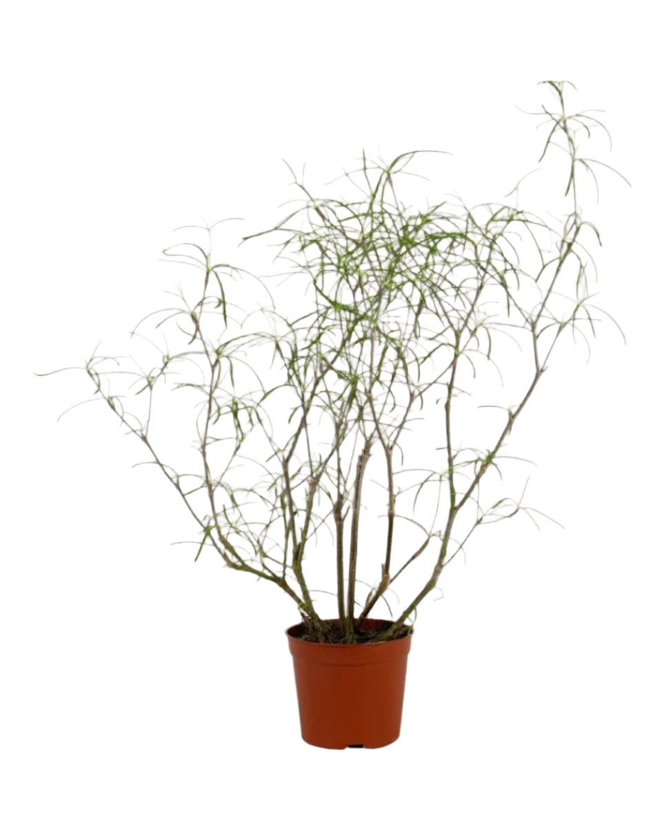 Euphorbia Hedyotoides - Image 11