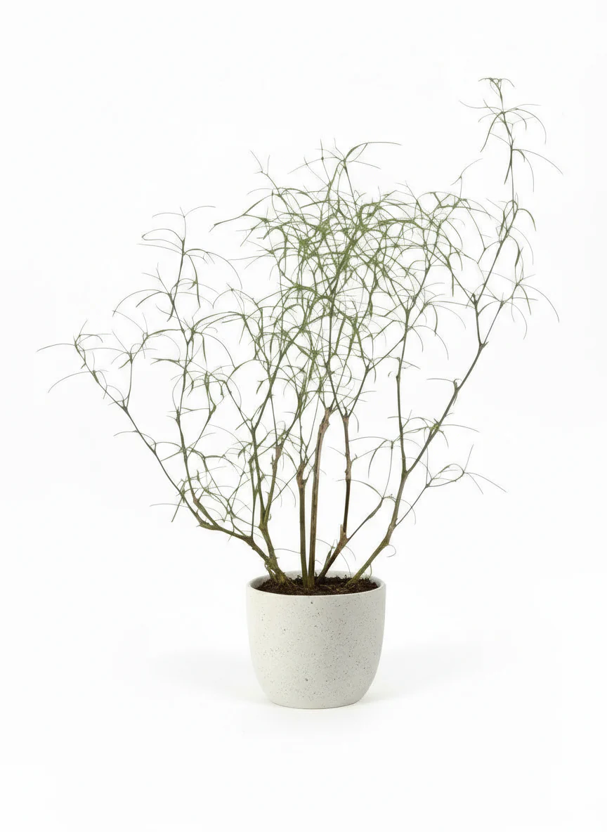 Euphorbia Hedyotoides - Image 5