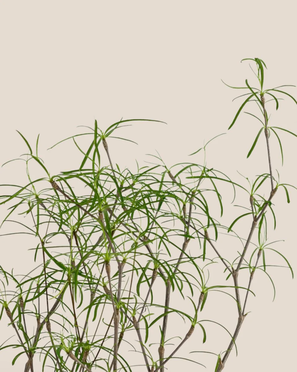 Euphorbia Hedyotoides - Image 6