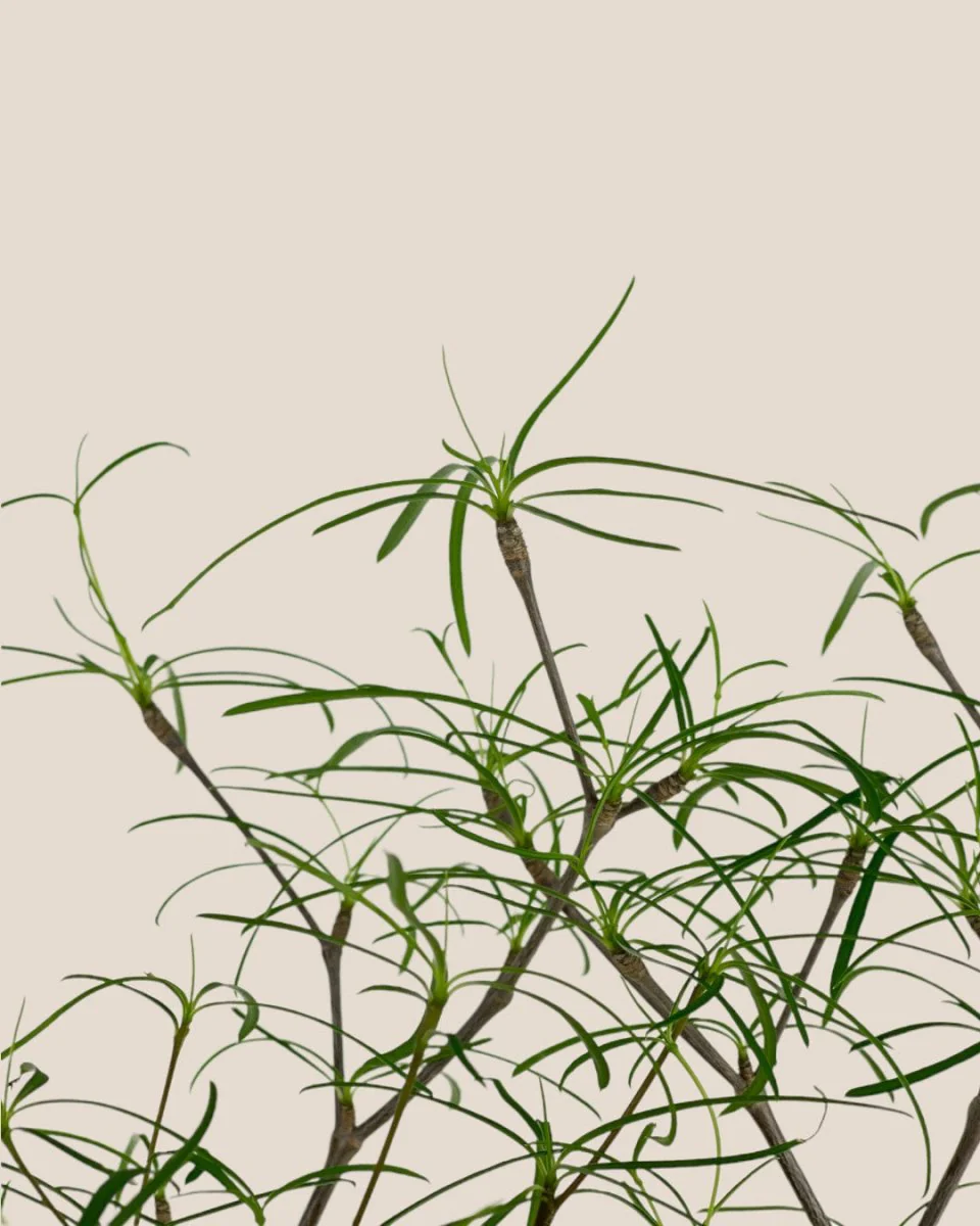 Euphorbia Hedyotoides - Image 7
