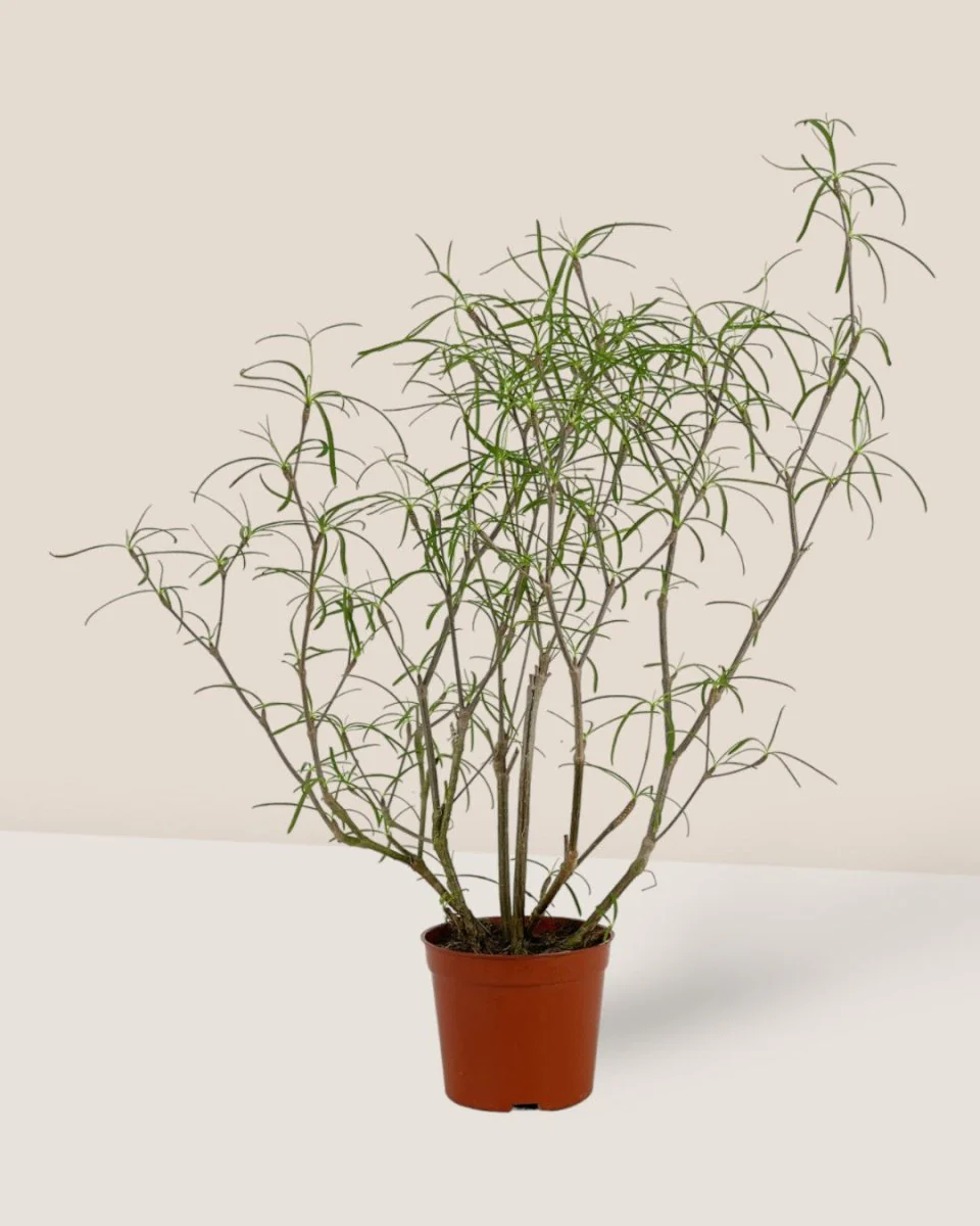Euphorbia Hedyotoides - Image 8