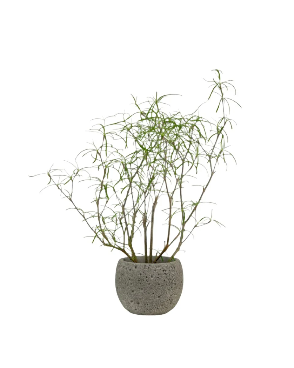 Euphorbia Hedyotoides - Image 9