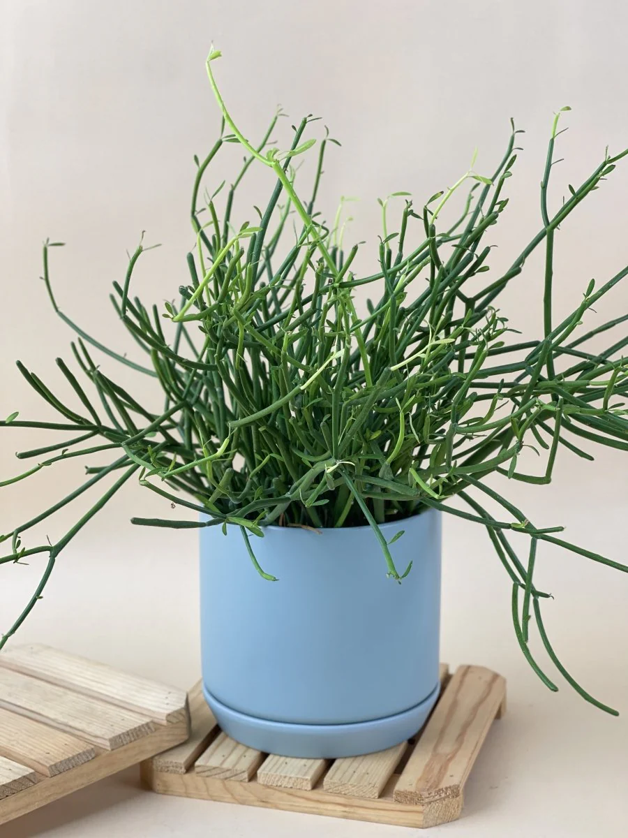 Euphorbia Tirucalli (Pencil cactus) - Image 2