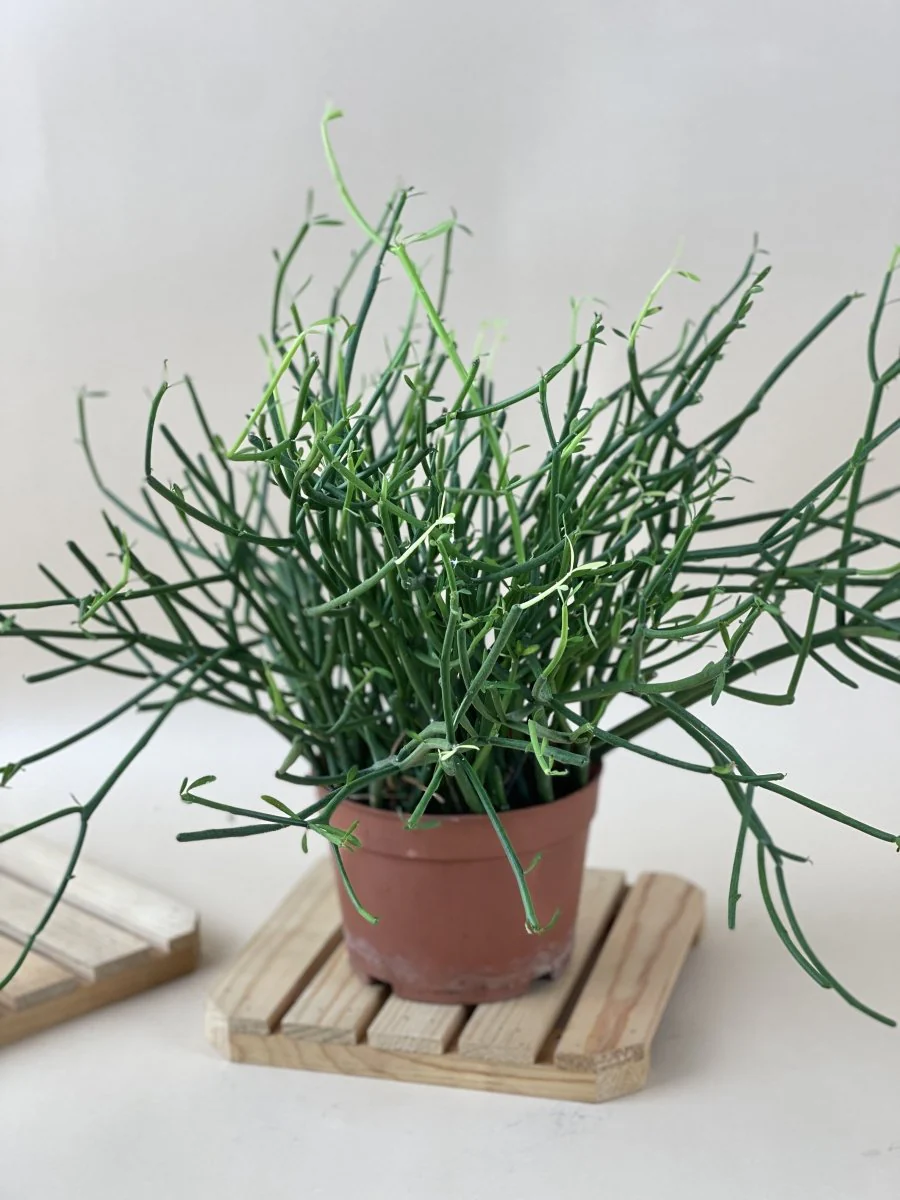 Euphorbia Tirucalli (Pencil cactus) - Image 3