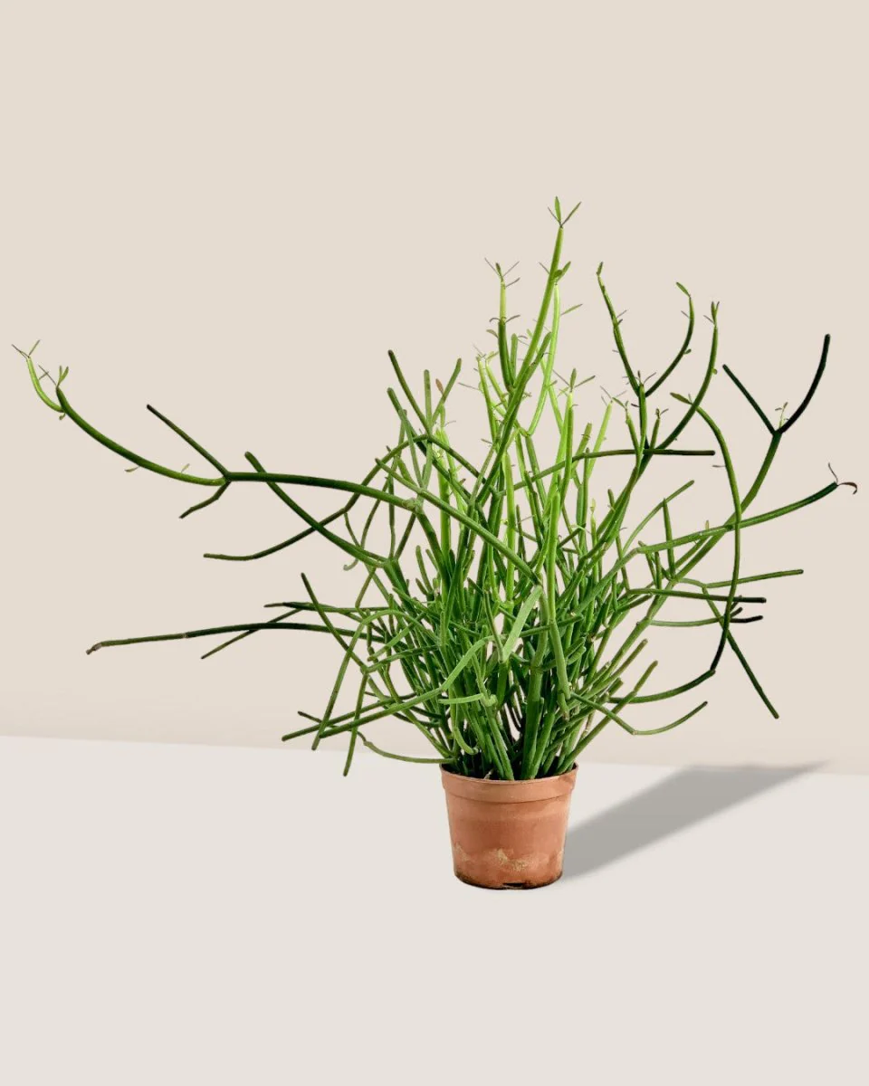 Euphorbia Tirucalli (Pencil cactus) - Image 4