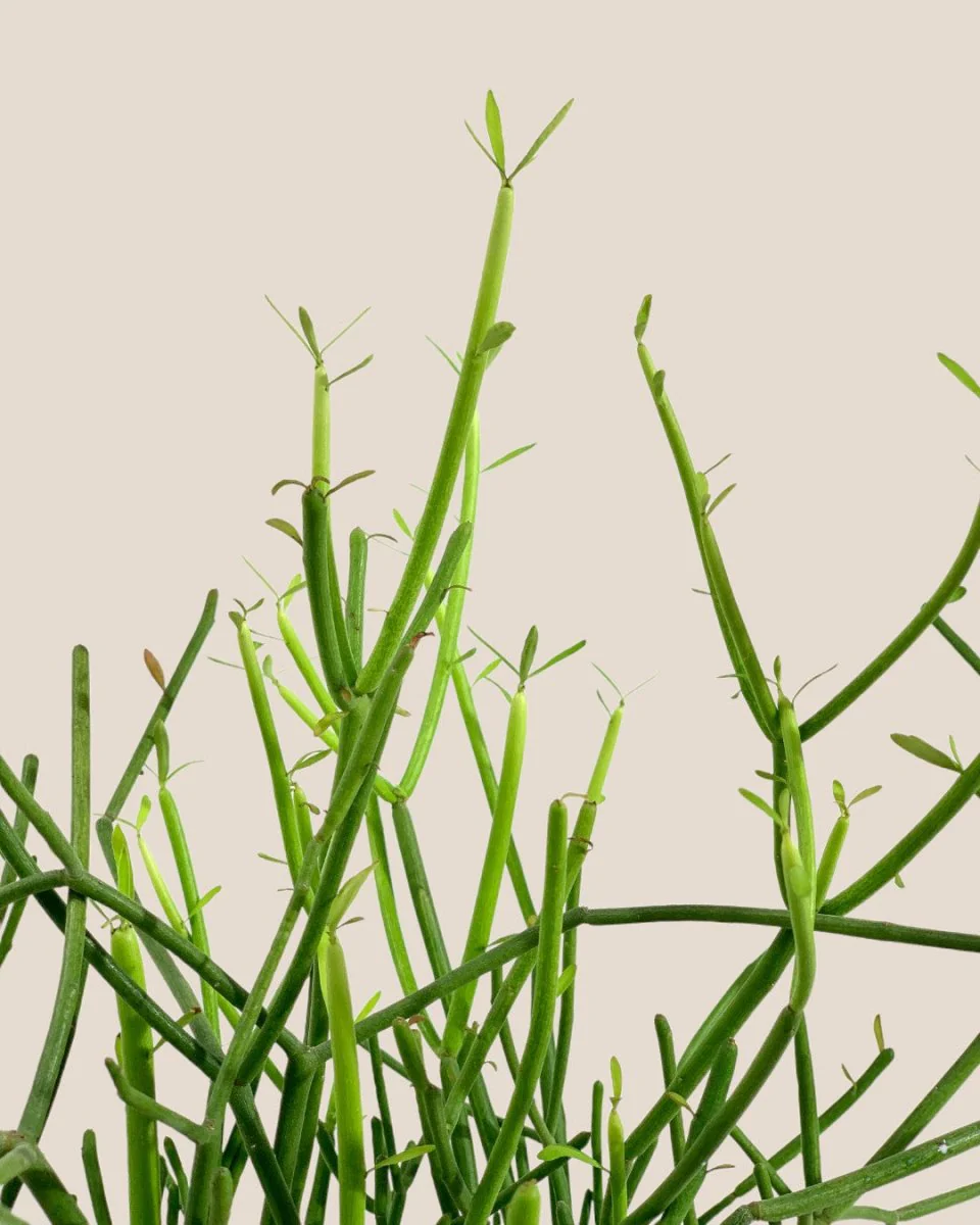 Euphorbia Tirucalli (Pencil cactus) - Image 5