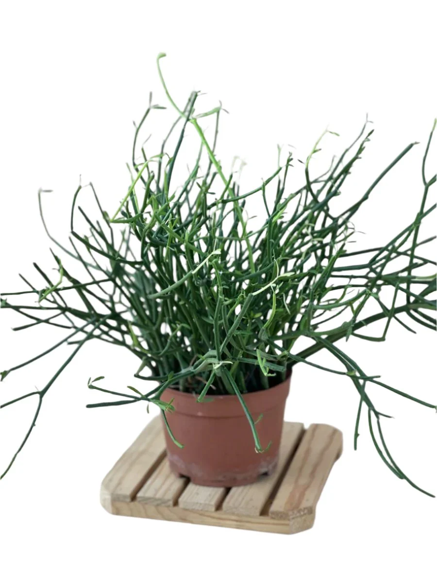 Euphorbia Tirucalli (Pencil cactus) - Image 7