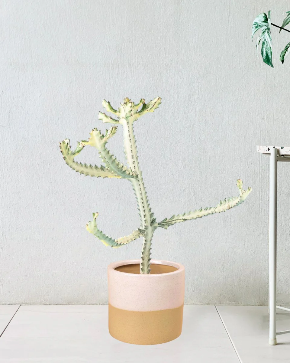 Euphorbia White Ghost - Image 10