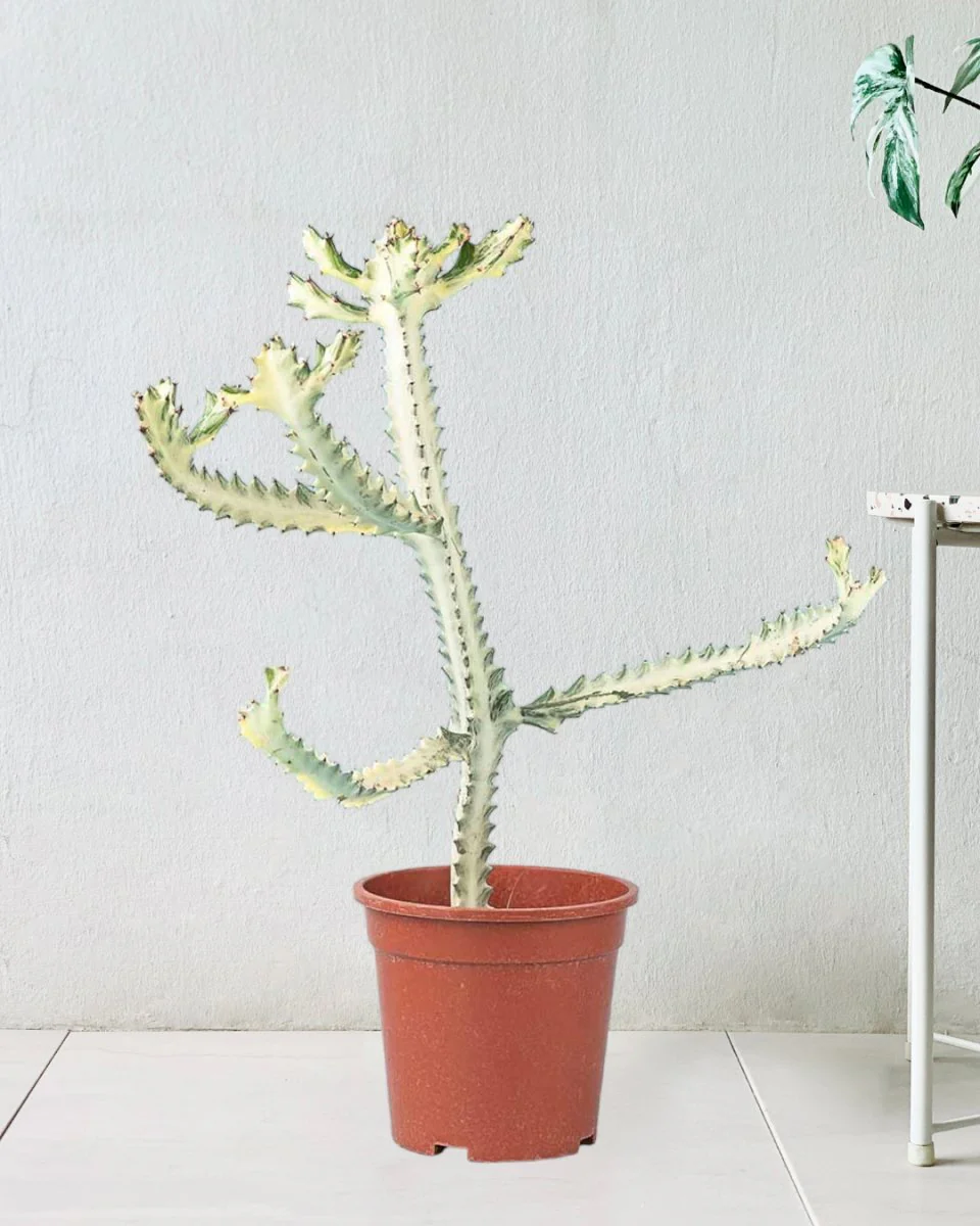 Euphorbia White Ghost - Image 11