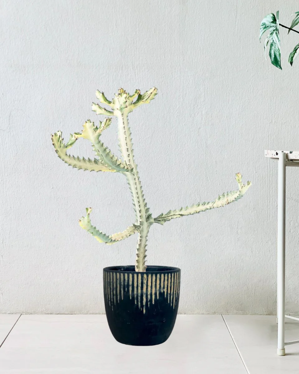Euphorbia White Ghost - Image 12