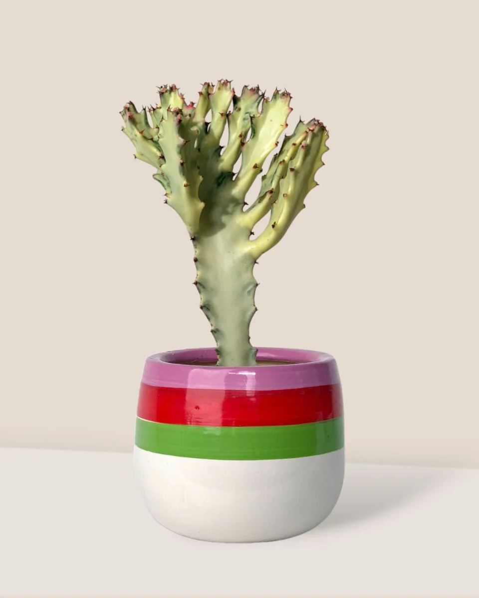 Euphorbia White Ghost - Image 13