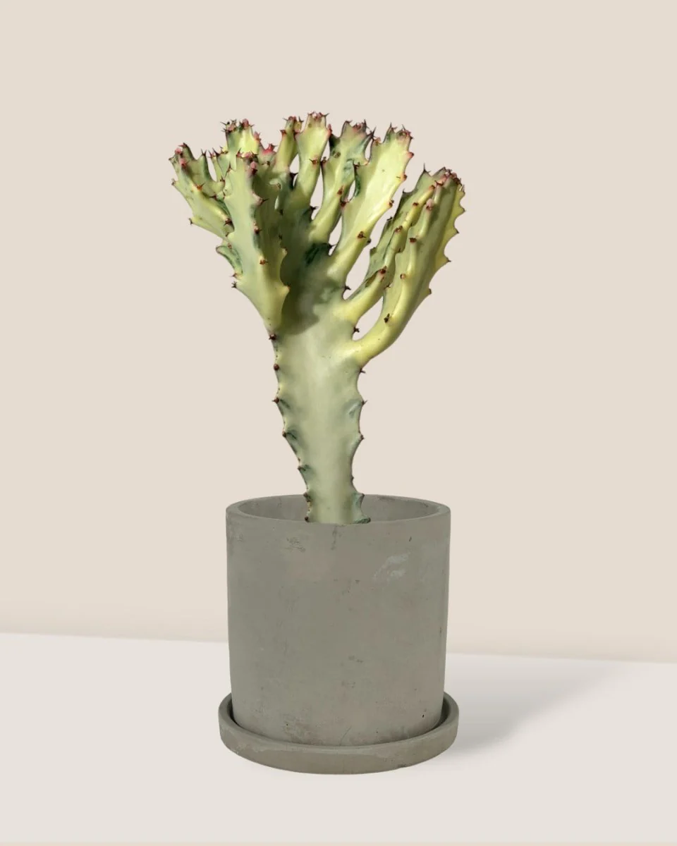 Euphorbia White Ghost - Image 14
