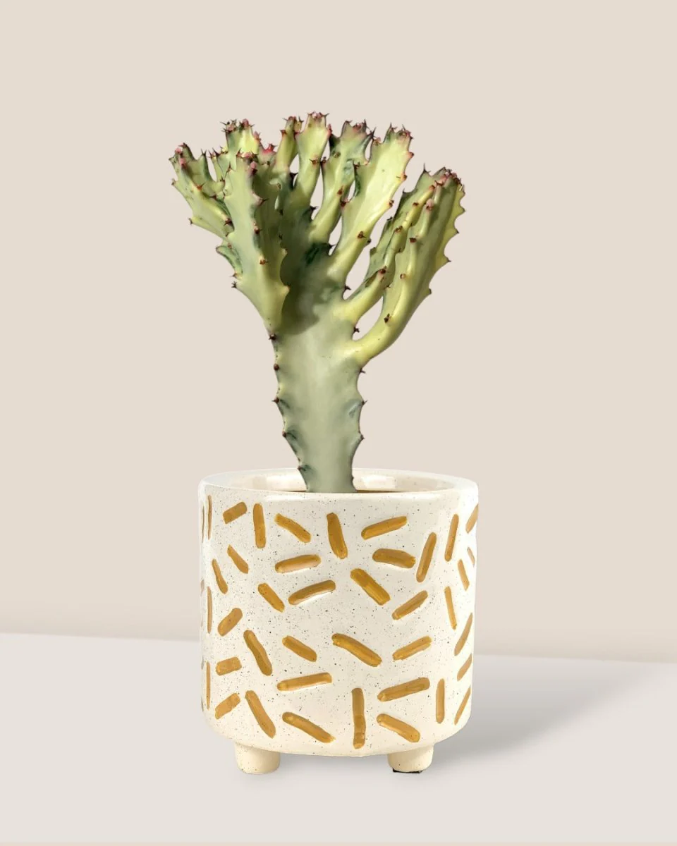 Euphorbia White Ghost - Image 15