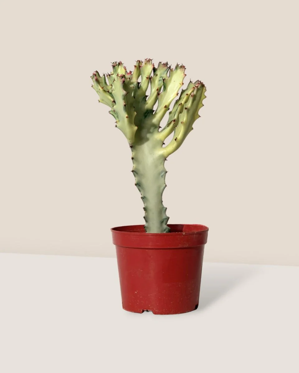 Euphorbia White Ghost - Image 16