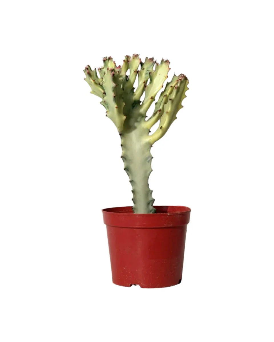 Euphorbia White Ghost - Image 18