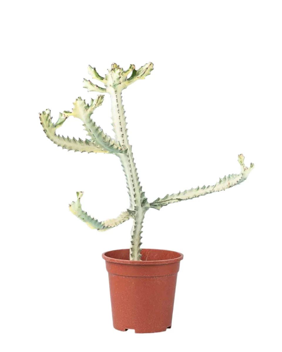 Euphorbia White Ghost - Image 19