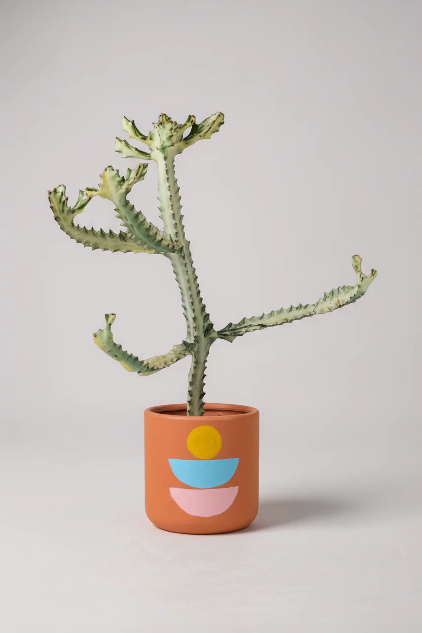 Euphorbia White Ghost - Image 5