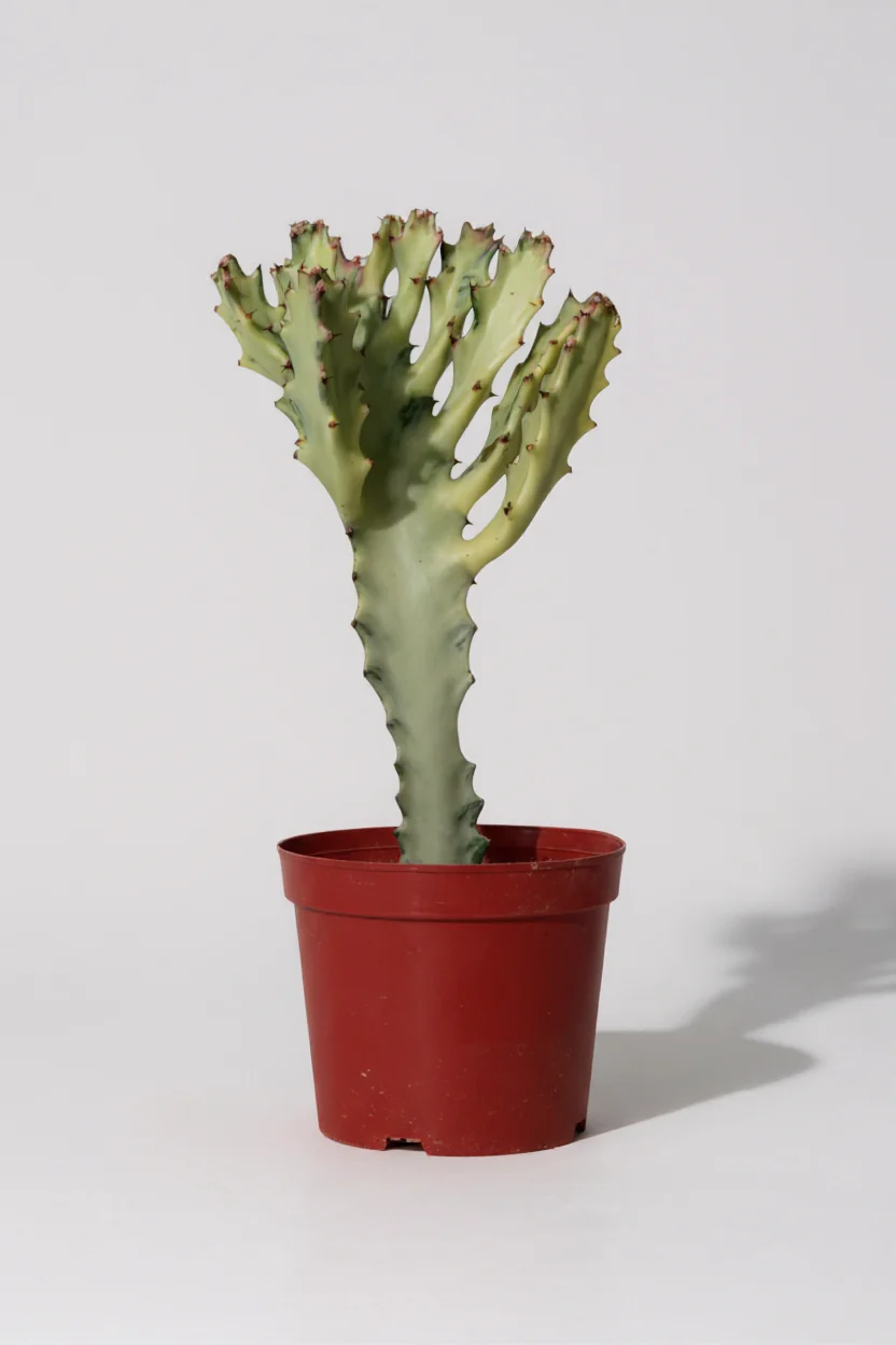 Euphorbia White Ghost - Image 6