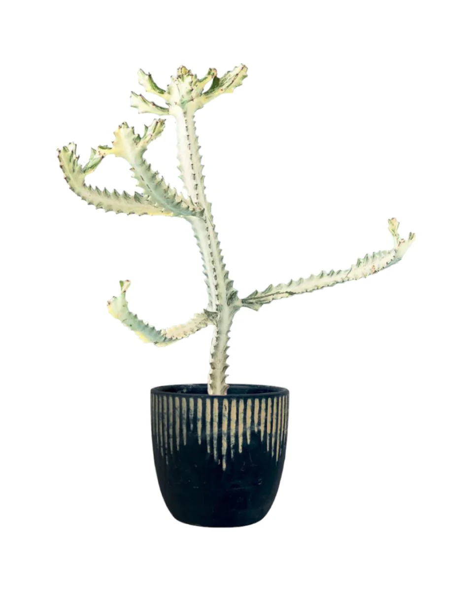 Euphorbia White Ghost - Image 8