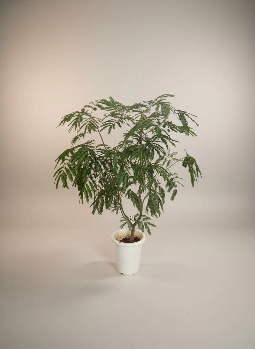 Everfresh Branching (Japan) - Image 3