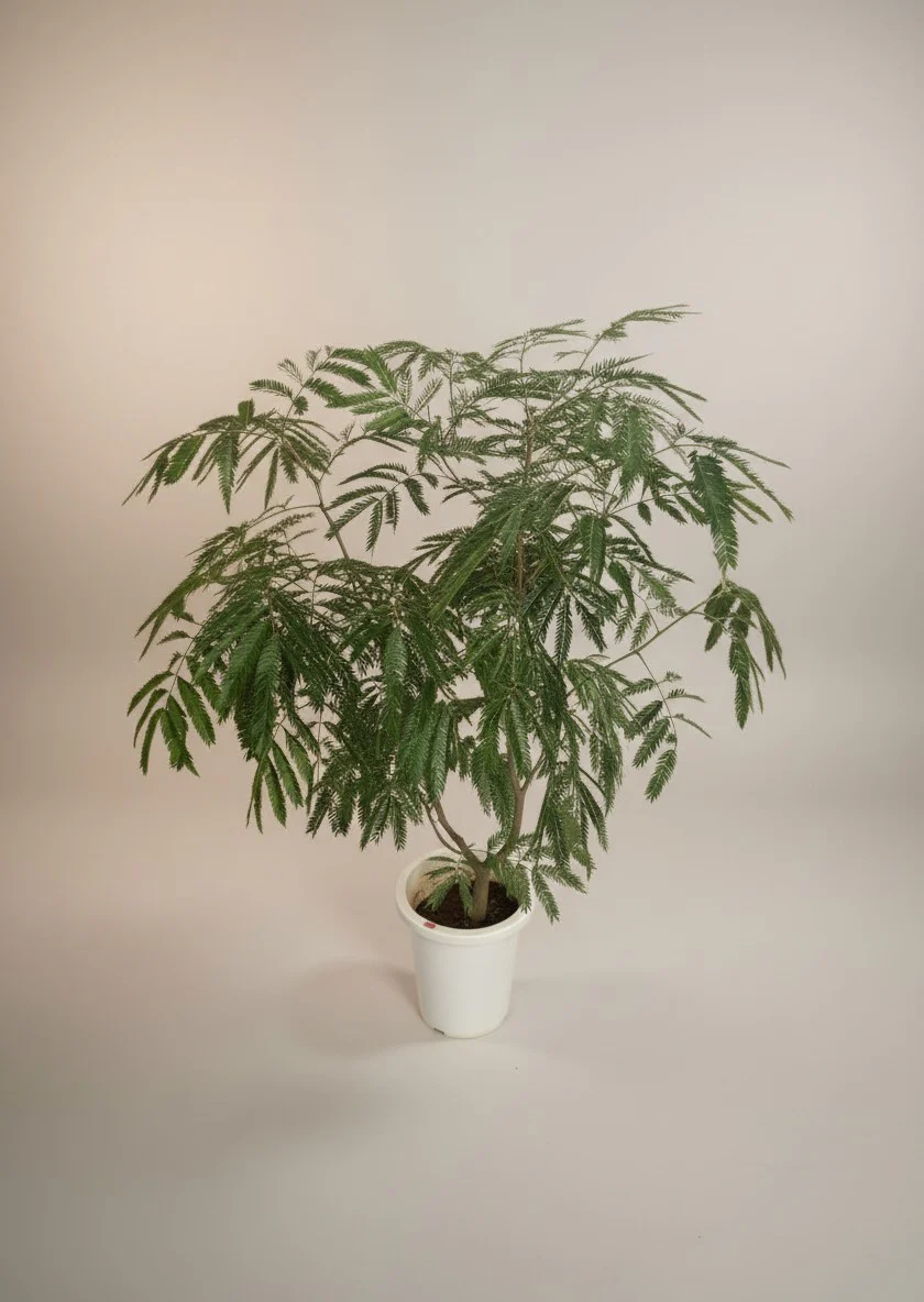 Everfresh Branching (Japan) - Image 4