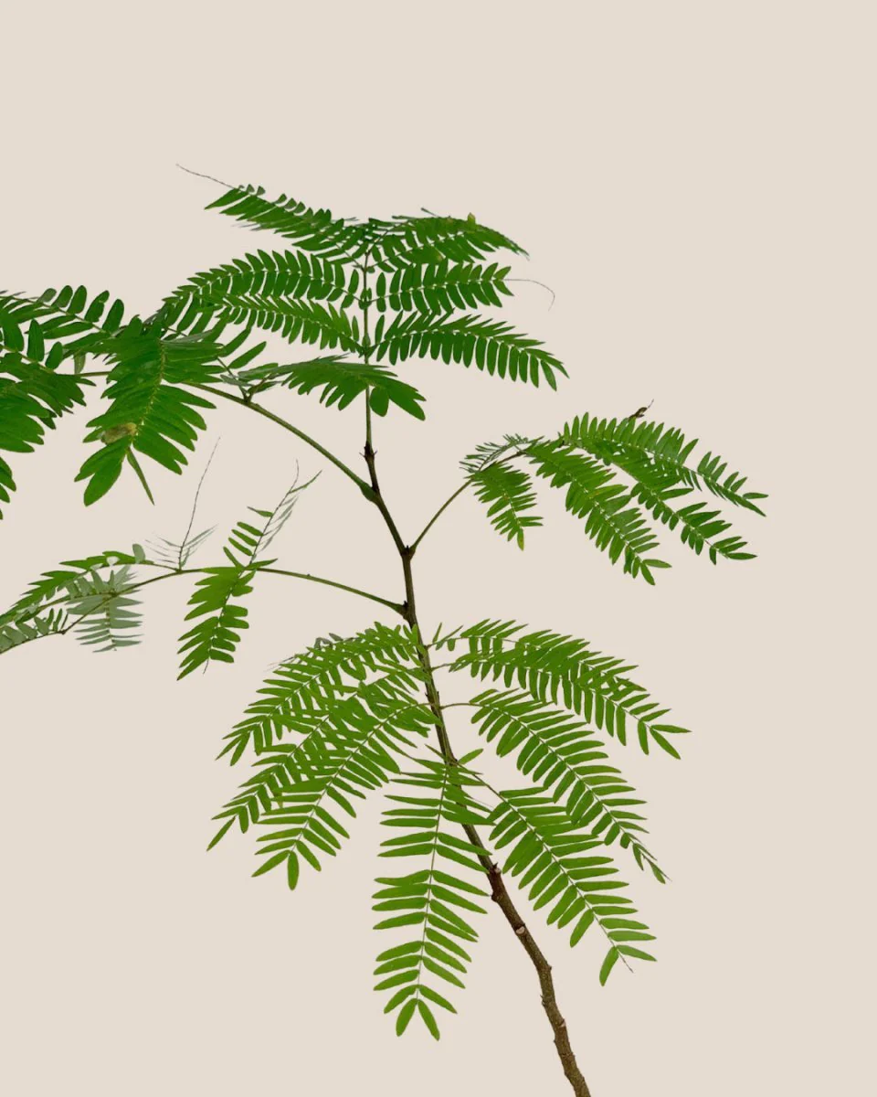 Everfresh Little Tree - Pithecellobium Confertum Japan - Image 10