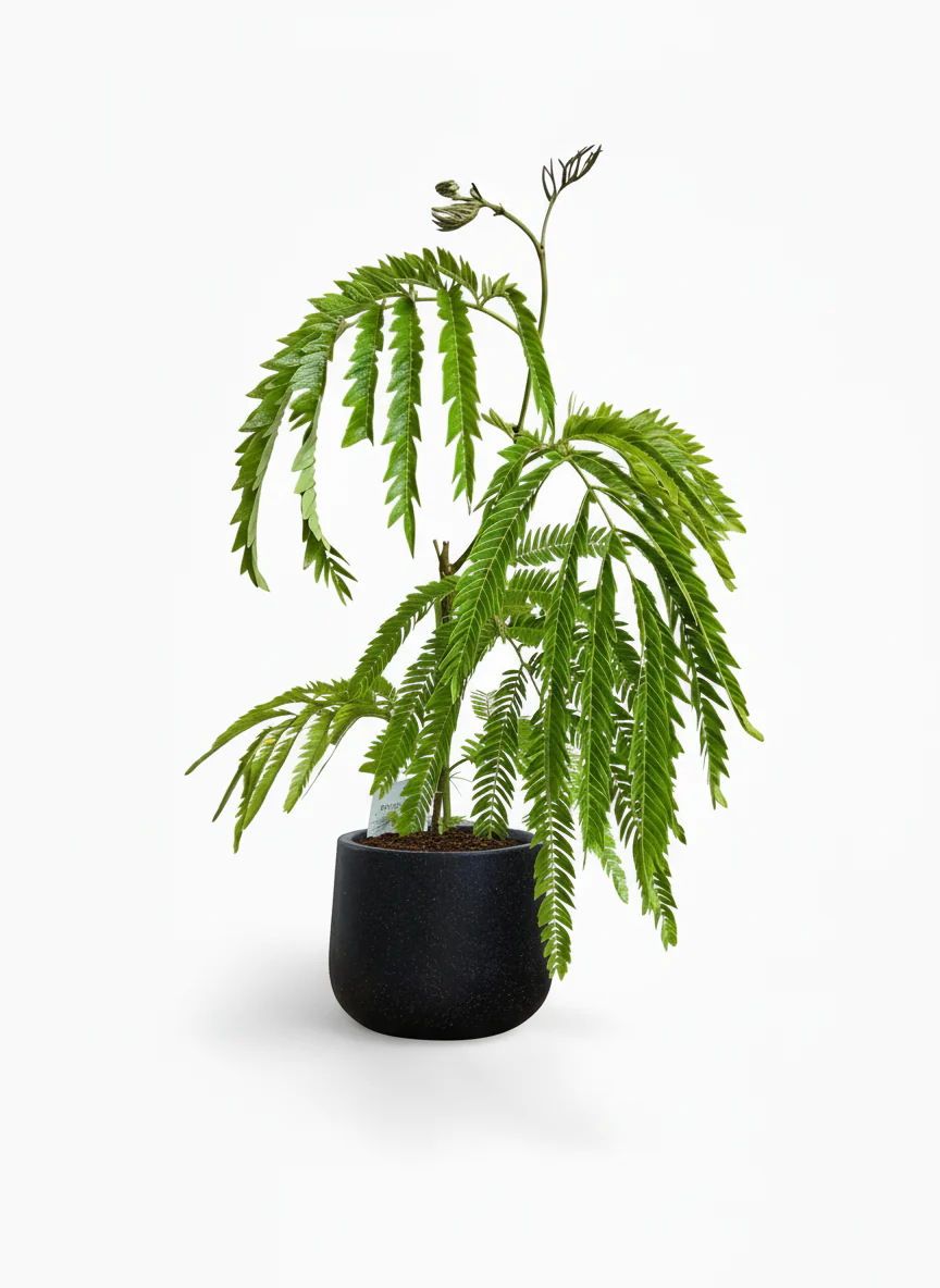 Everfresh Little Tree - Pithecellobium Confertum Japan - Image 5