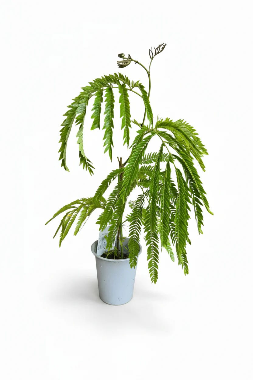 Everfresh Little Tree - Pithecellobium Confertum Japan - Image 6