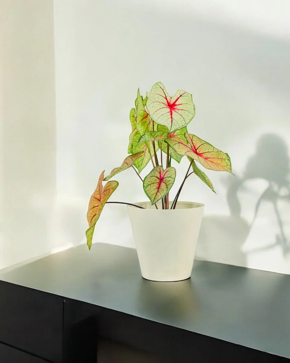 Exotica White Caladium Hearts - Image 2