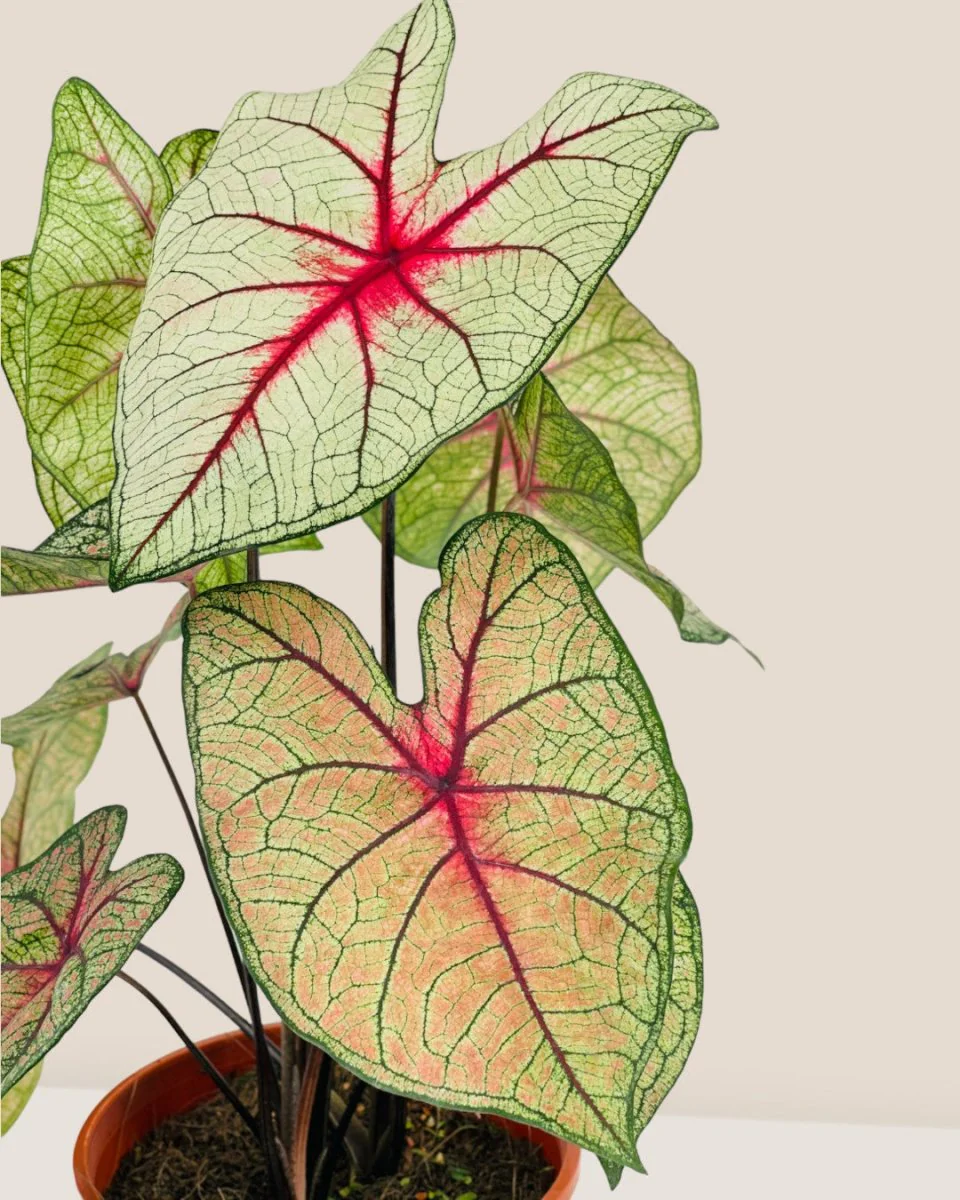 Exotica White Caladium Hearts - Image 3