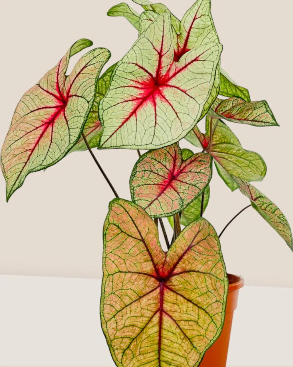 Exotica White Caladium Hearts - Image 4