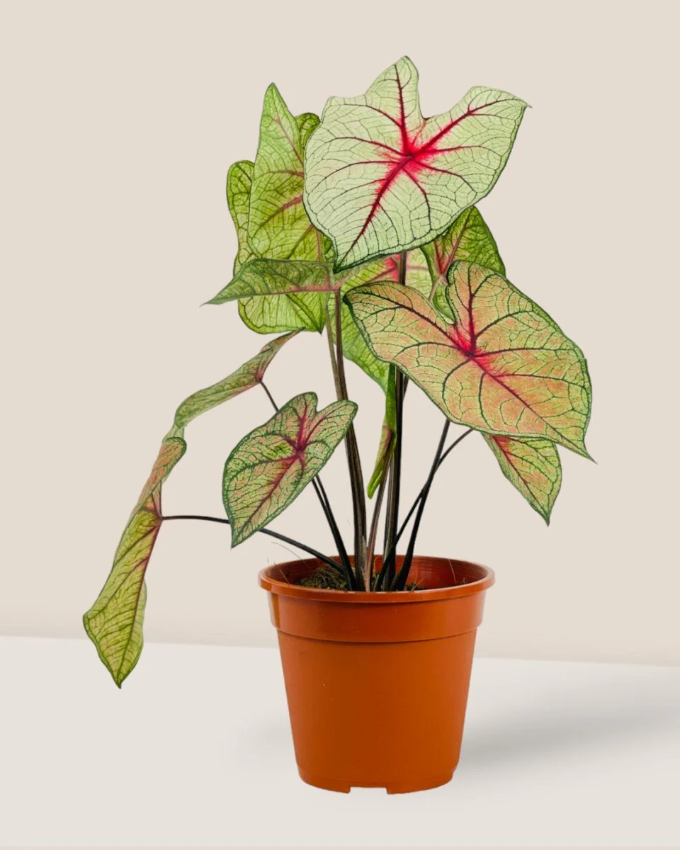 Exotica White Caladium Hearts - Image 5