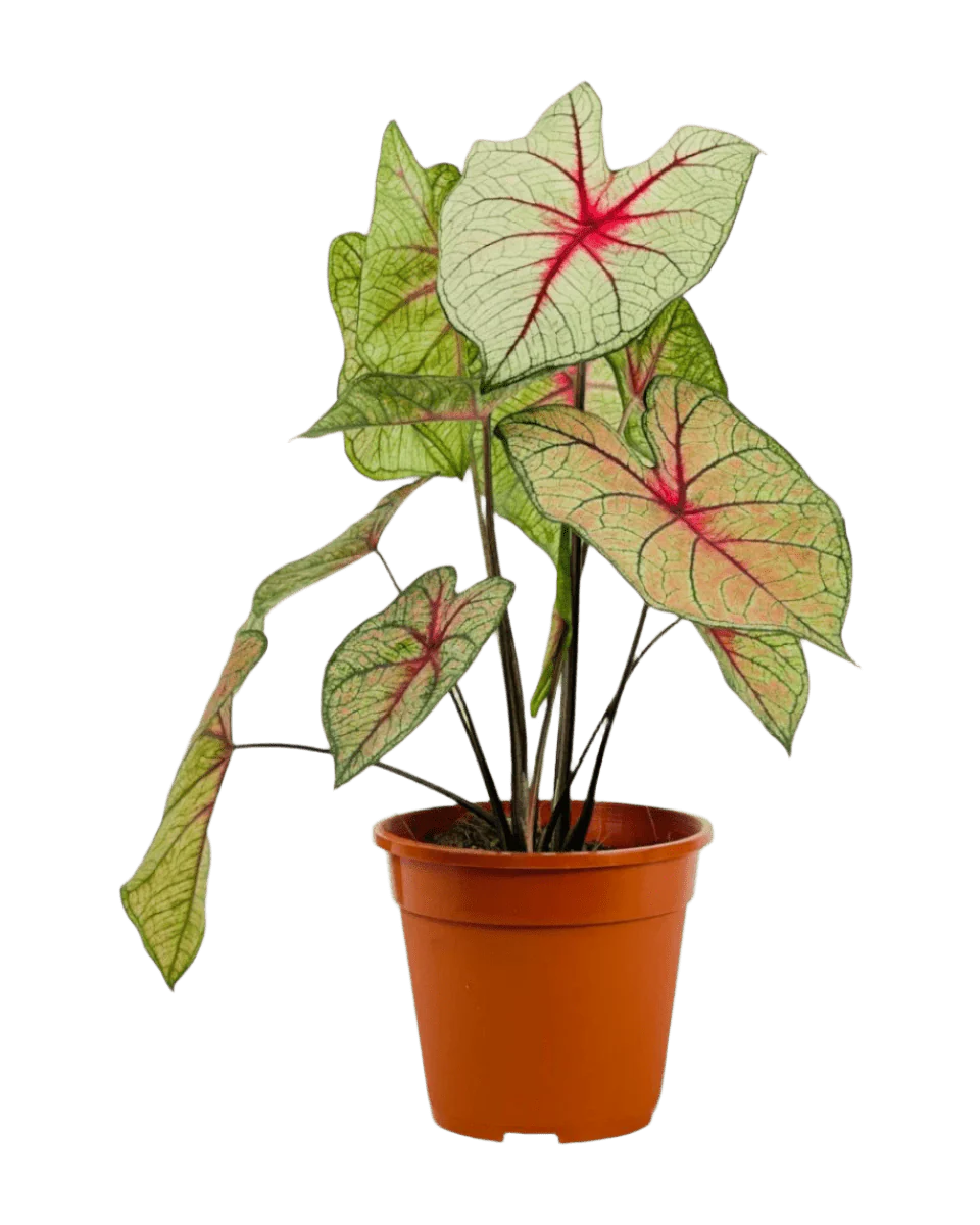 Exotica White Caladium Hearts - Image 6