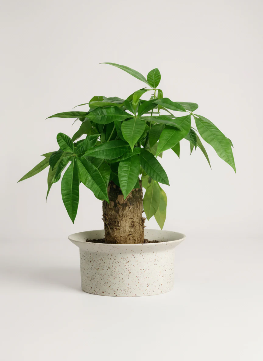 Money Tree Fat Boy - Image 6