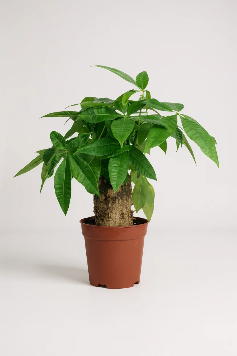 Money Tree Fat Boy - Image 7