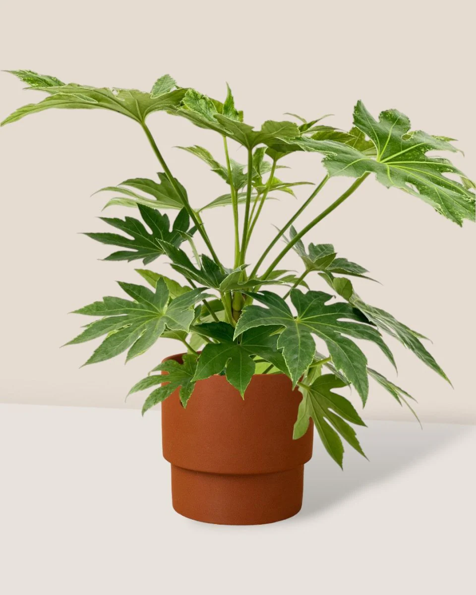 Fatsia Japonica Variegated - Image 3