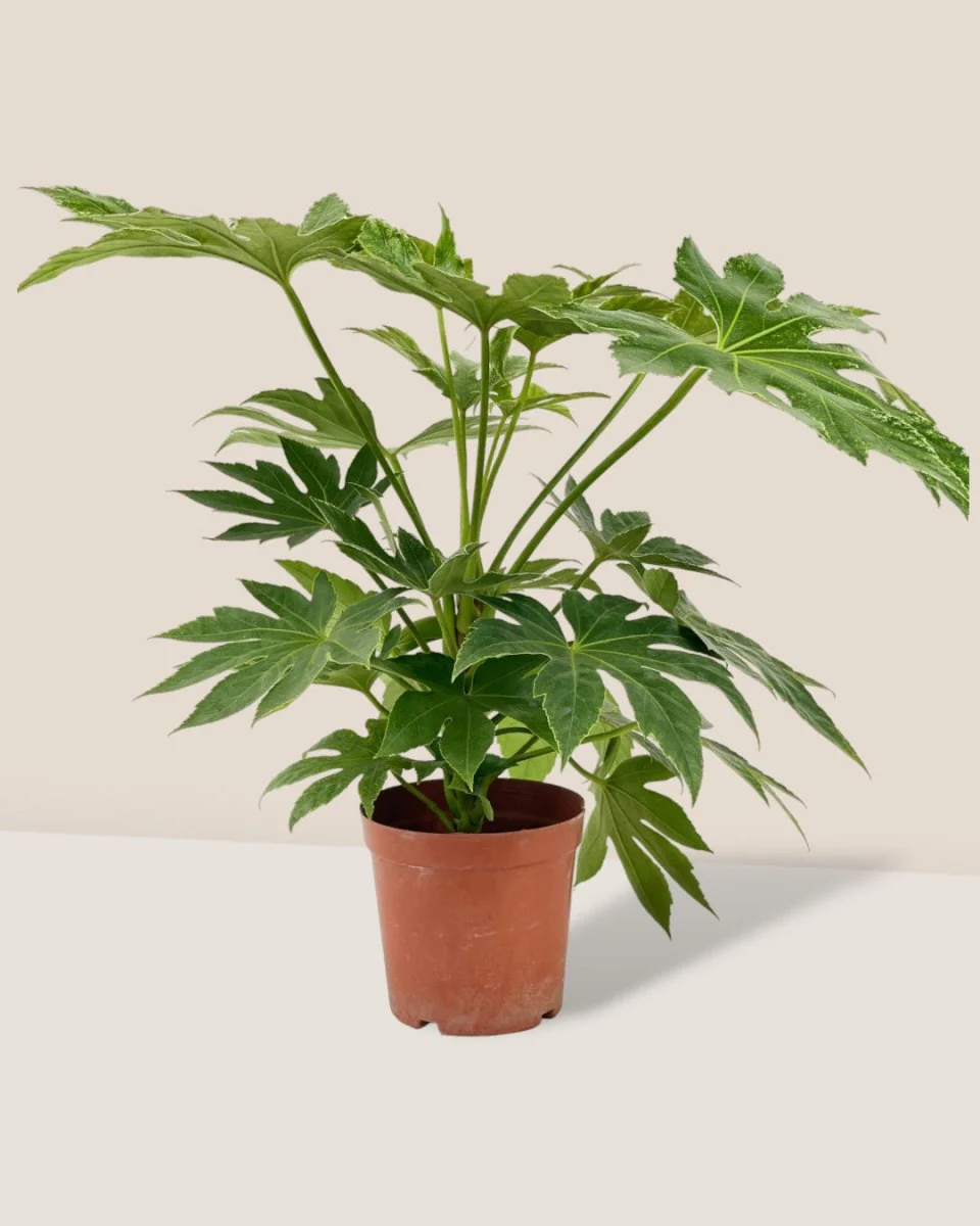 Fatsia Japonica Variegated - Image 4